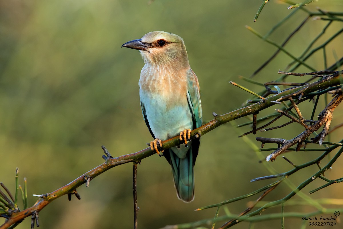 European Roller - ML257565801