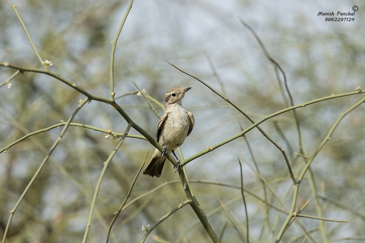 White-browed Bushchat - Manish Panchal