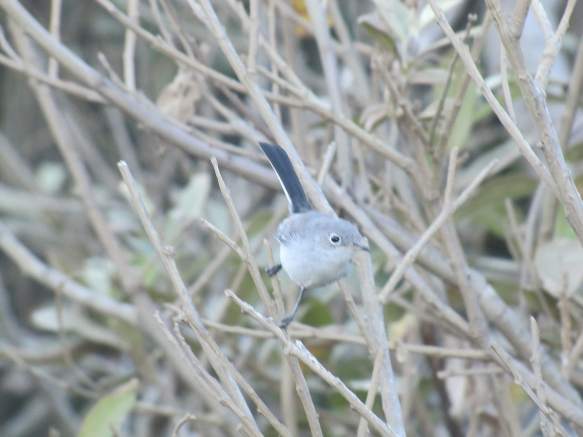 Blue-gray Gnatcatcher - Adrian Hinkle