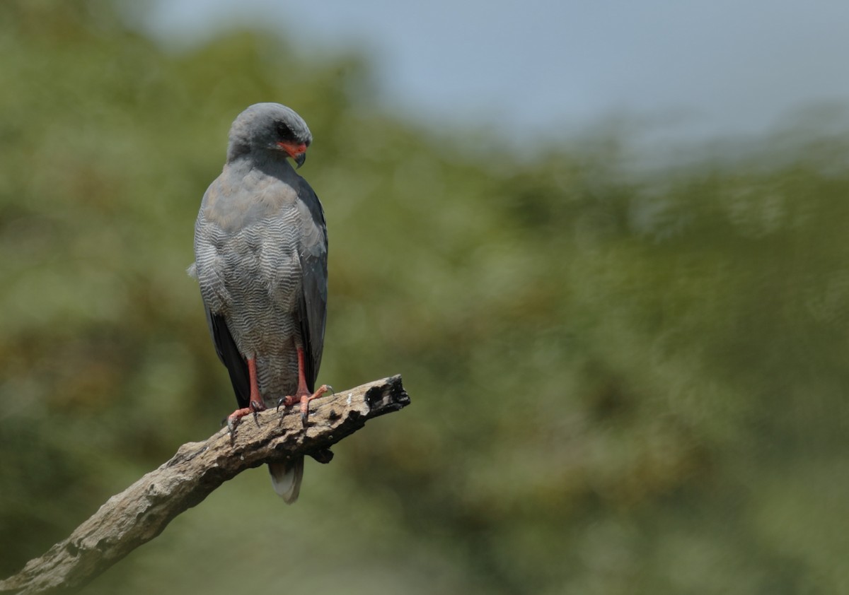 Dark Chanting-Goshawk - ML257566961