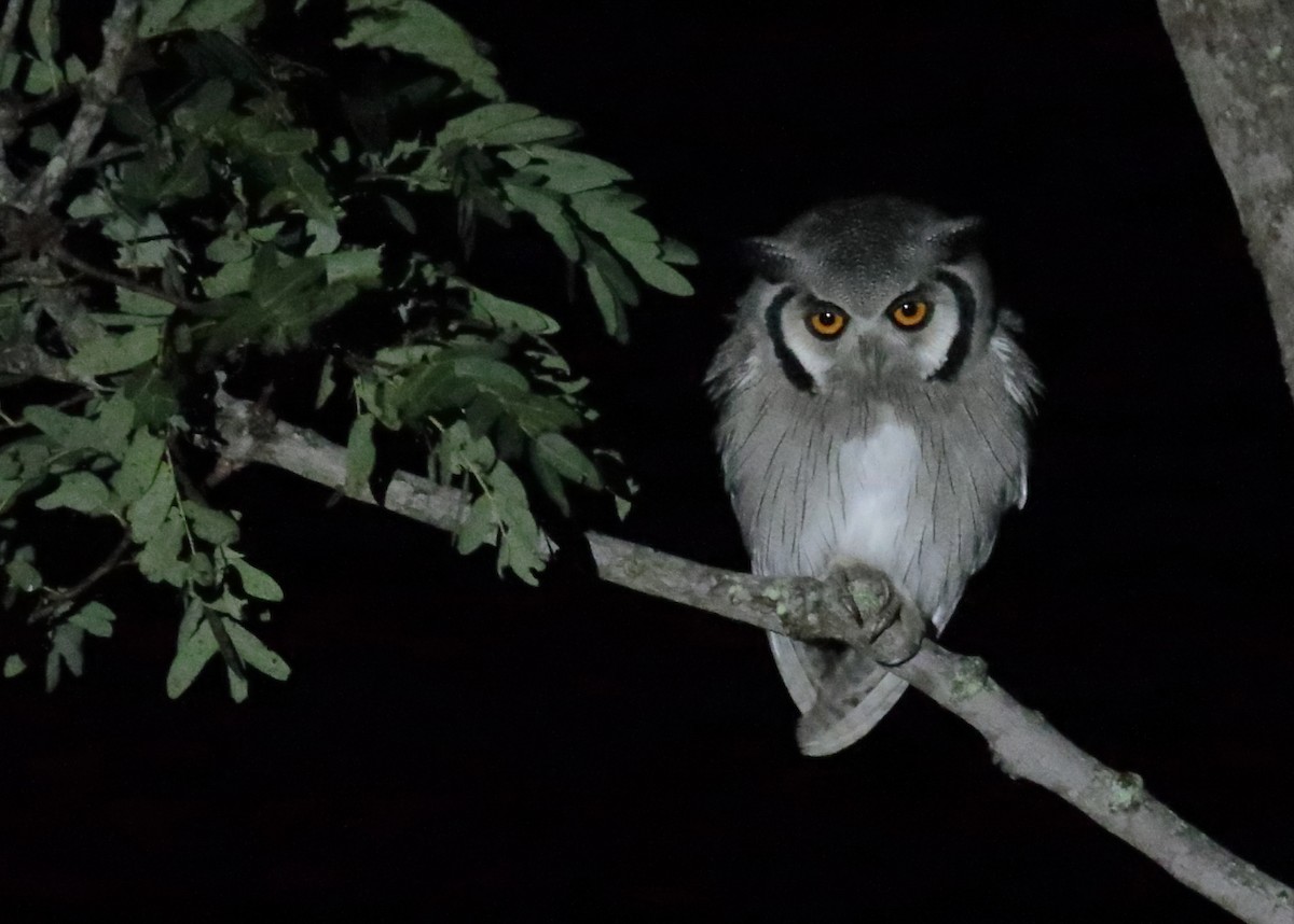 Southern White-faced Owl - ML257567011