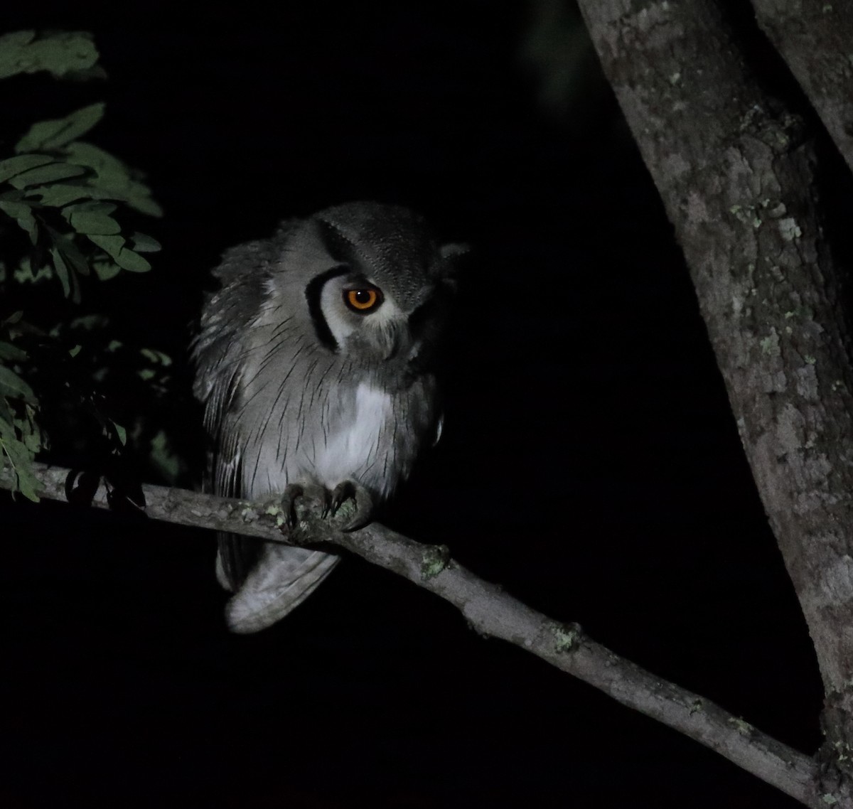 Southern White-faced Owl - ML257567021