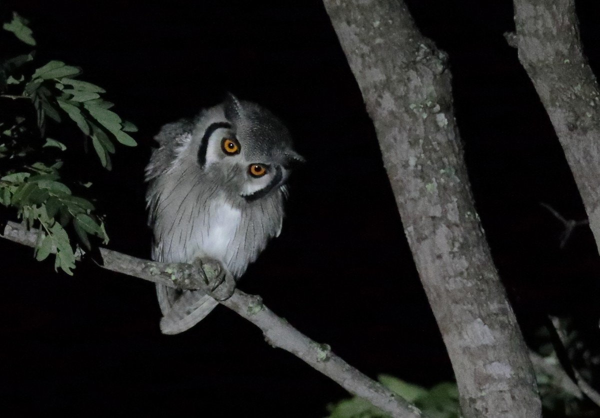 Southern White-faced Owl - ML257567031