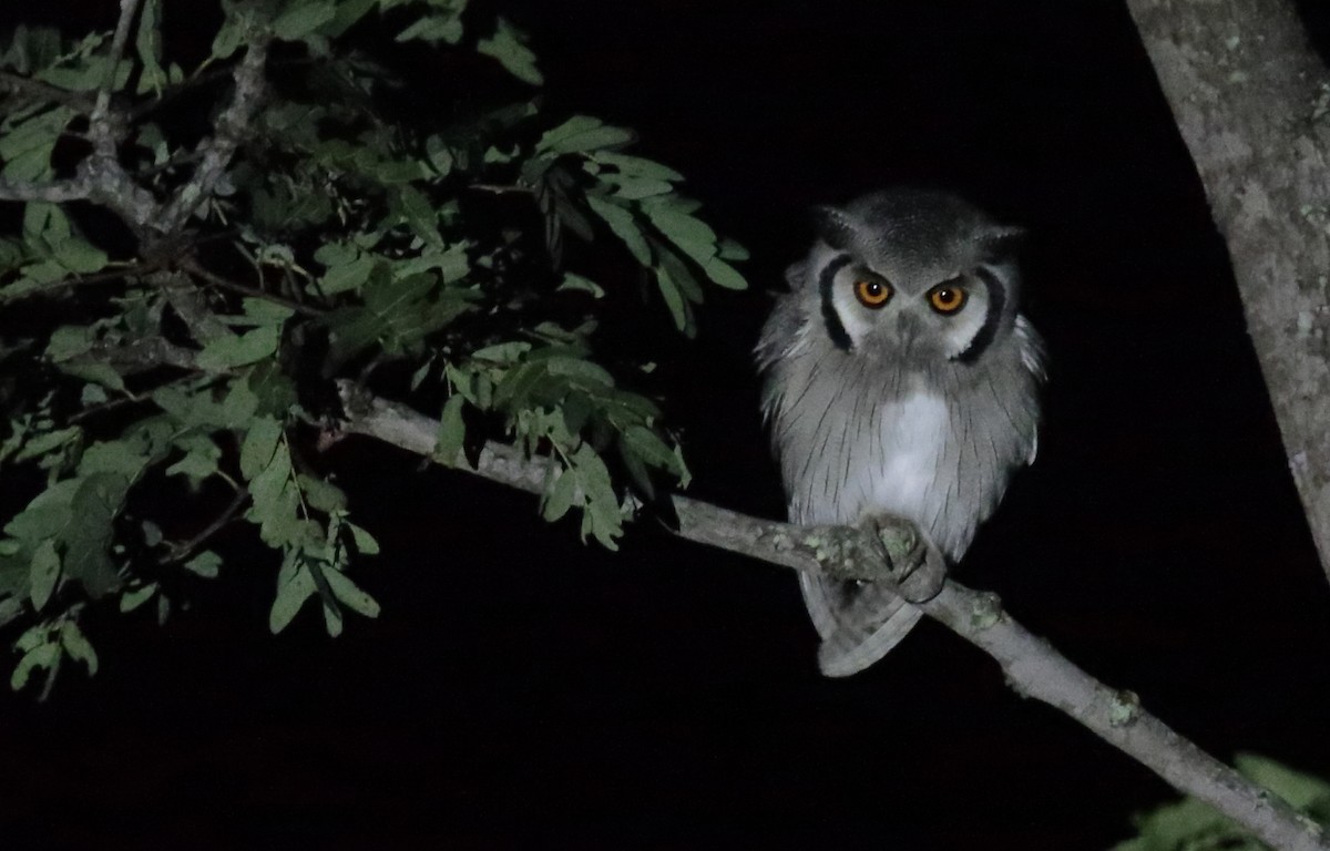 Southern White-faced Owl - ML257567041