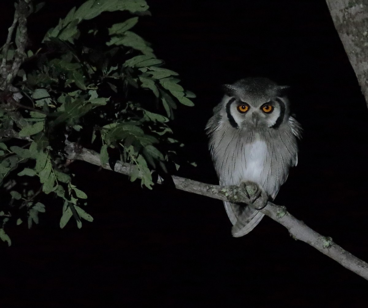 Southern White-faced Owl - ML257567051