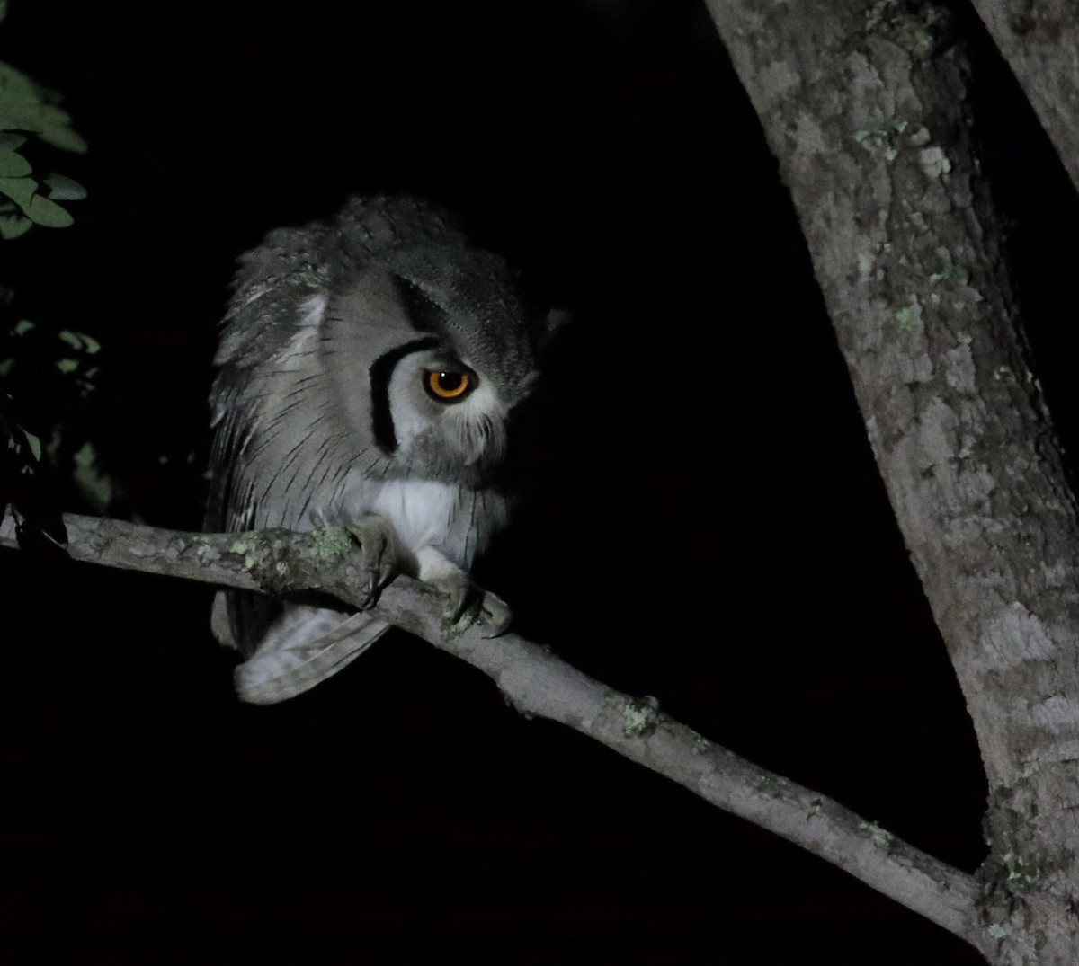 Southern White-faced Owl - ML257567061
