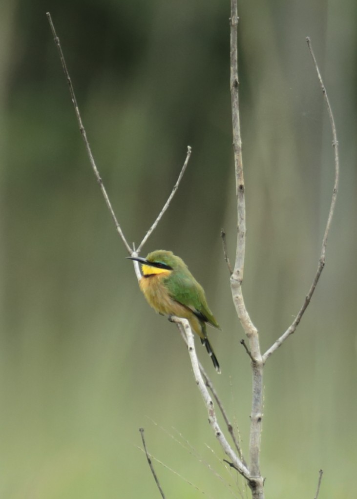 Little Bee-eater - ML257567151