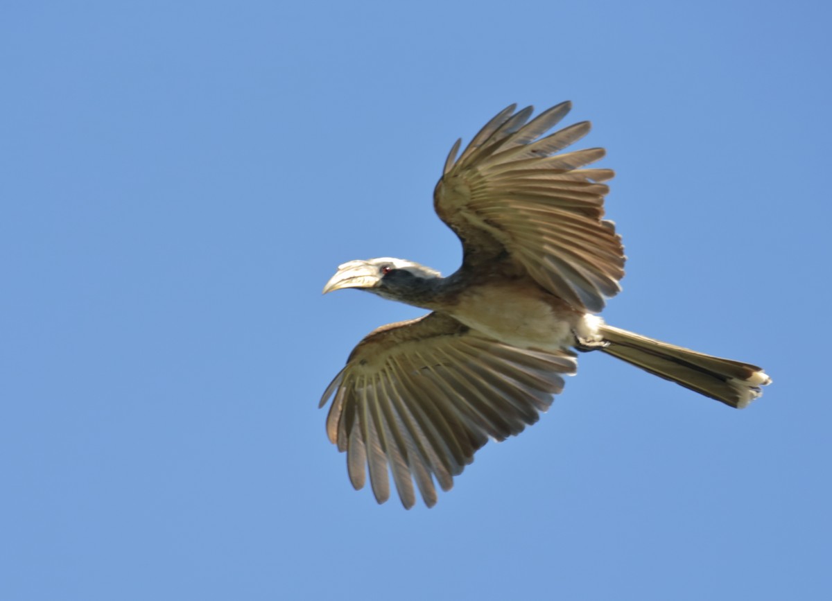 Pale-billed Hornbill - ML257567161