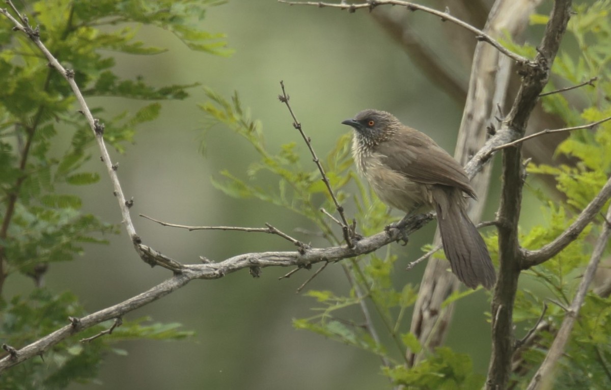 Arrow-marked Babbler - ML257567201