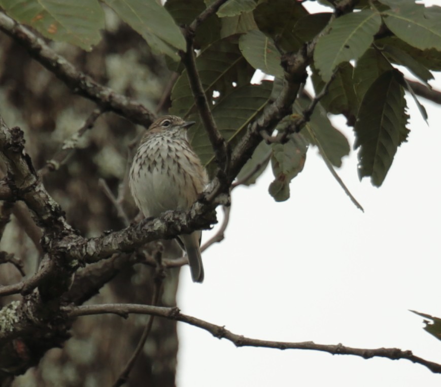 Böhm's Flycatcher - ML257567241