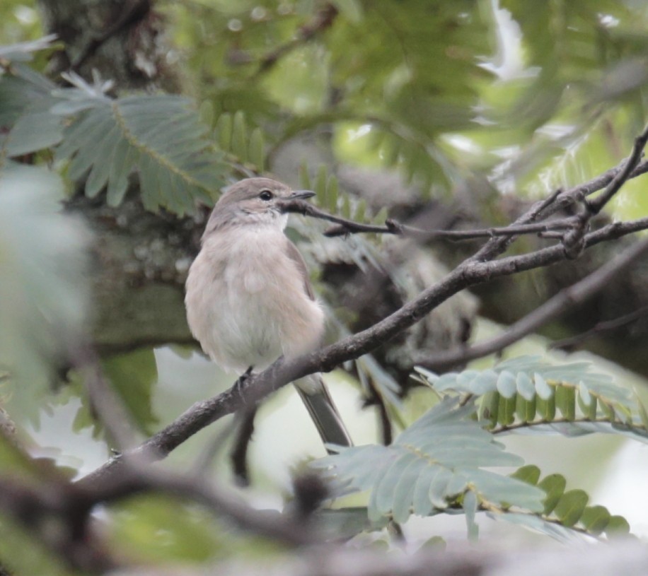 Pale Flycatcher - ML257567371