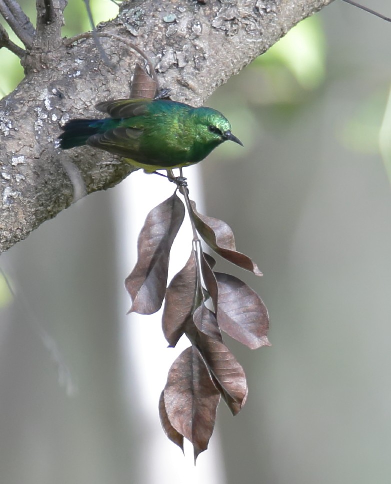 Collared Sunbird - ML257567451