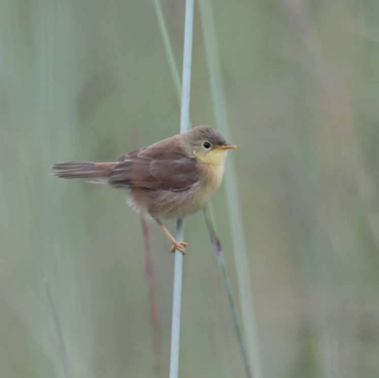 Trilling Cisticola - ML257567631