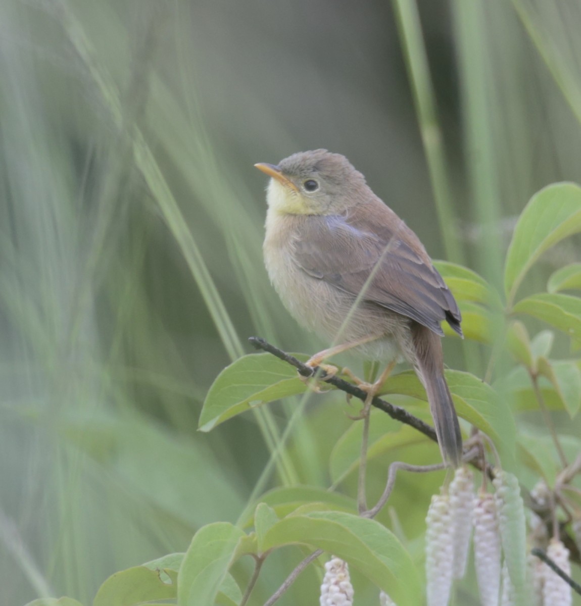 Trilling Cisticola - ML257567641