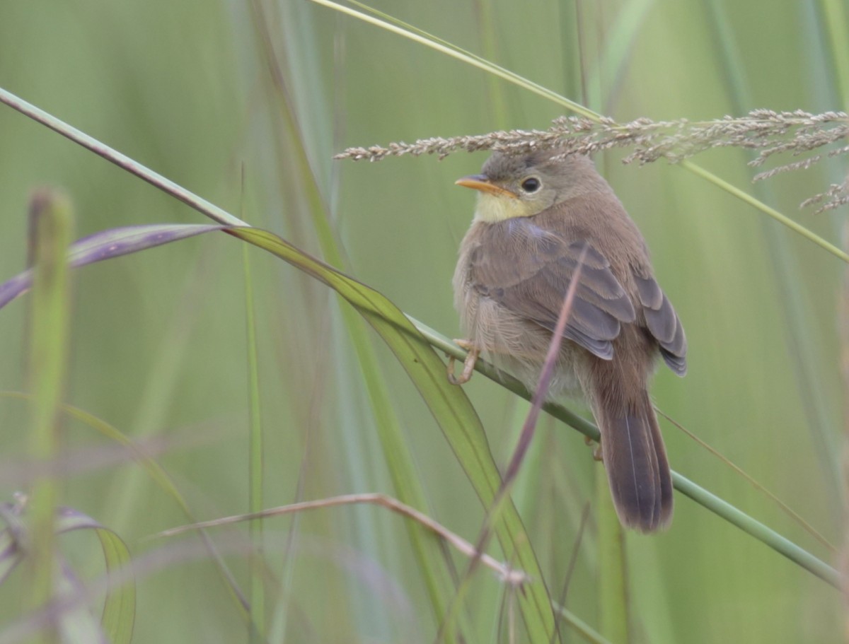 Trilling Cisticola - ML257567651