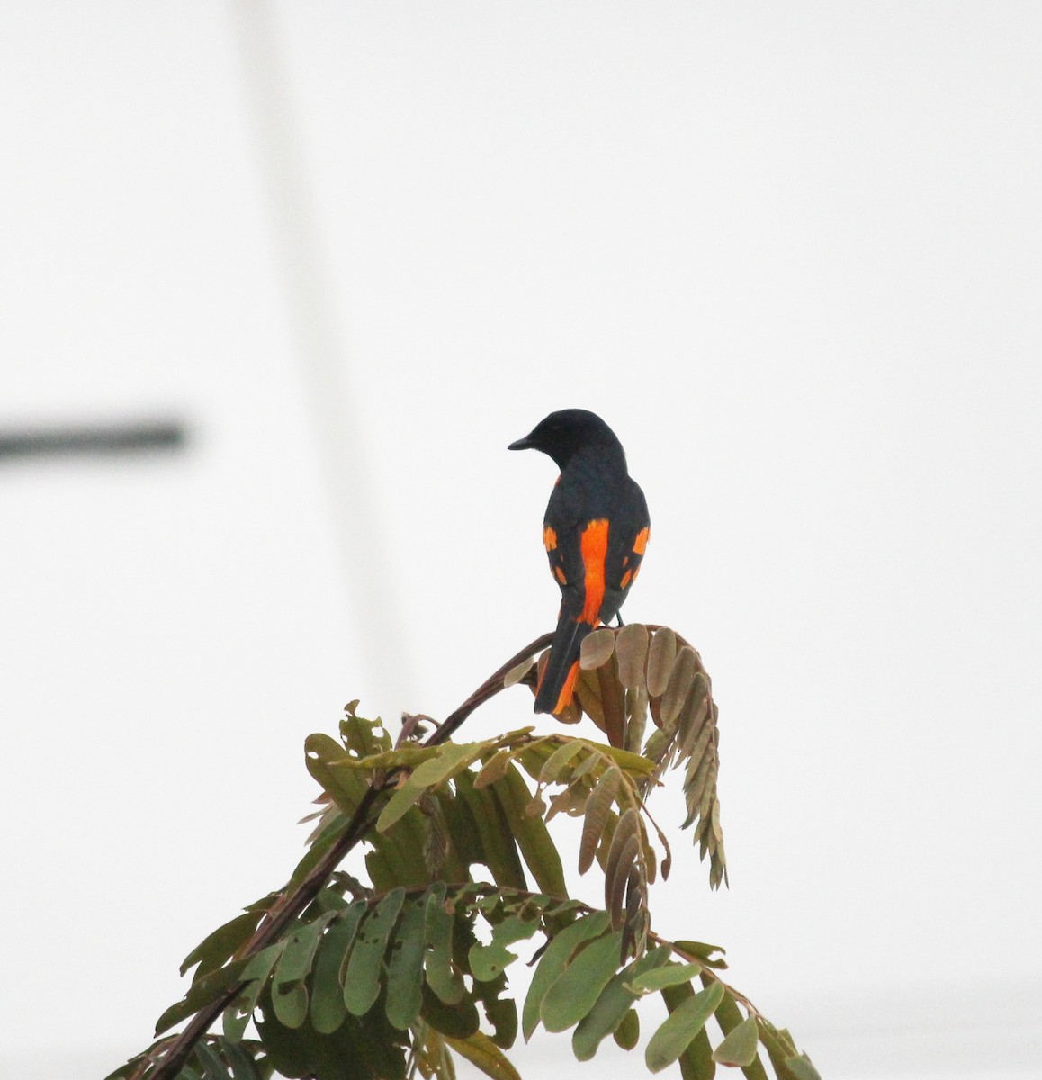 Orange Minivet - ML257568741