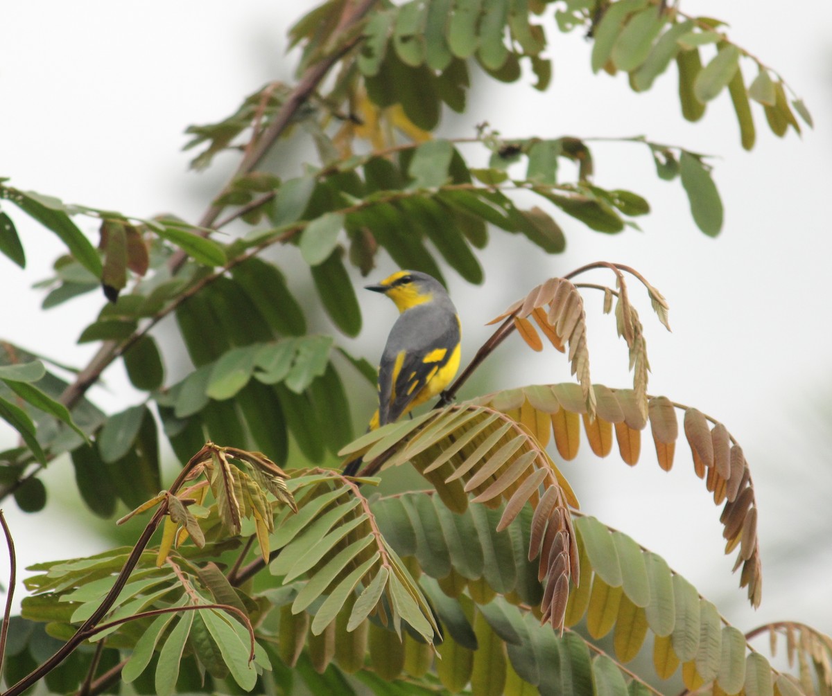 Orange Minivet - ML257568771