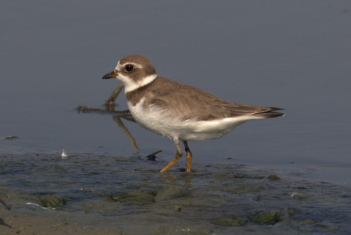 Semipalmated Plover - ML257568861