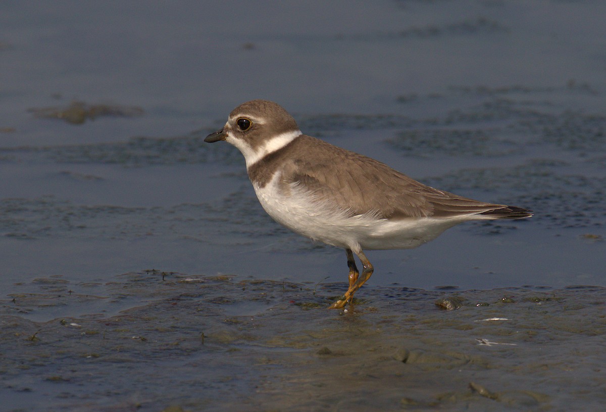 Semipalmated Plover - ML257568891