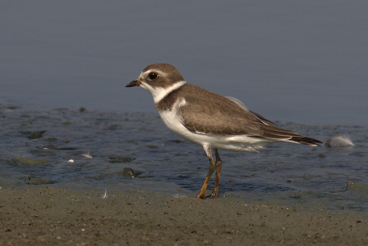 Semipalmated Plover - ML257569071