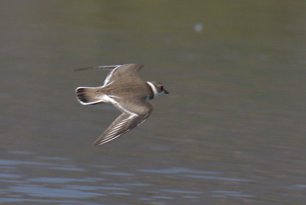Semipalmated Plover - ML257569131
