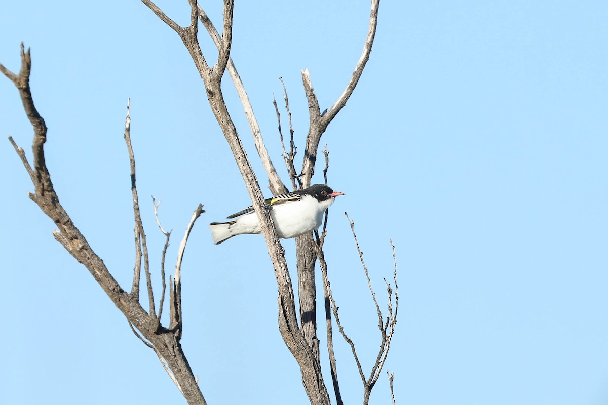 Painted Honeyeater - ML257570741