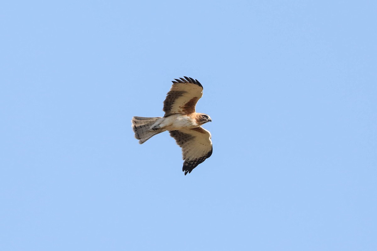 Little Eagle - ML257571281