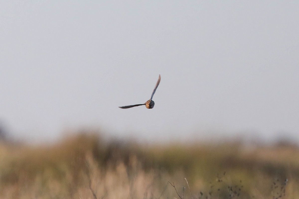 Stubble Quail - ML257571431