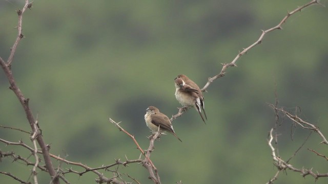 Indian Silverbill - ML257571851