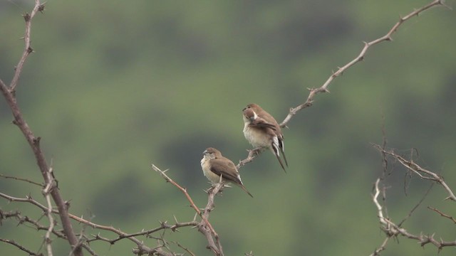 Indian Silverbill - ML257571851