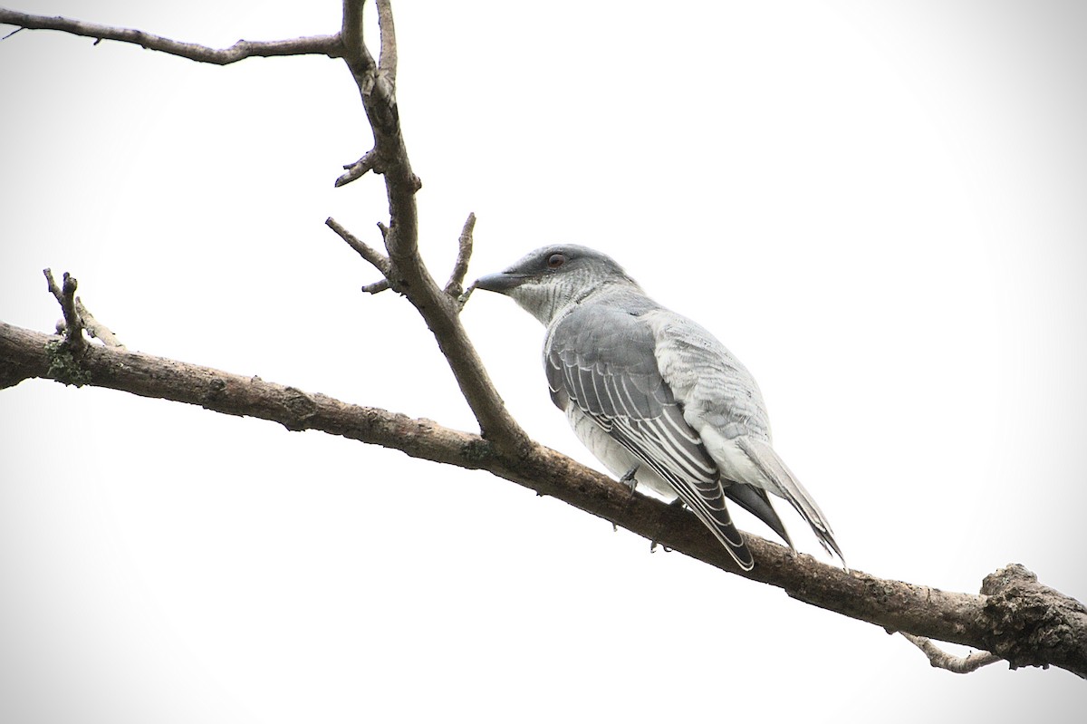 Large Cuckooshrike - ML257571971