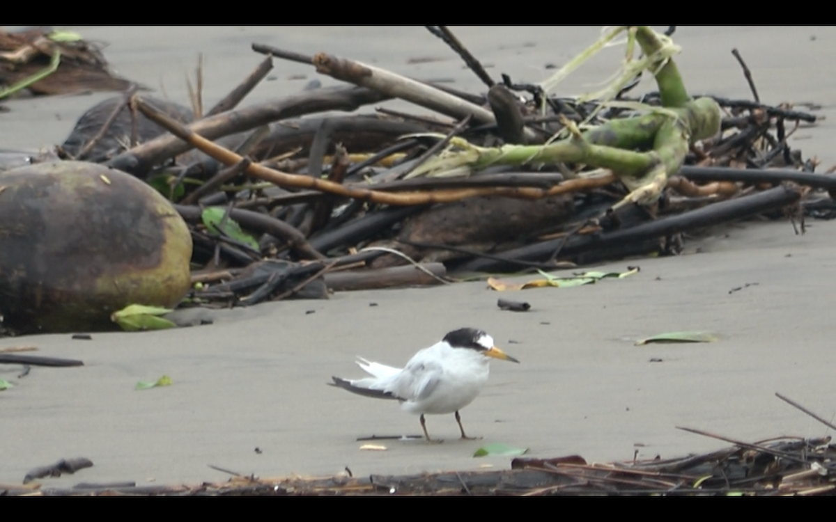 Little/Saunders's Tern - ML257572691