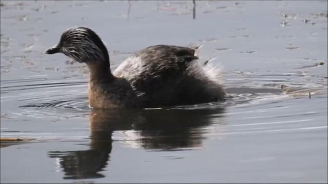 Hoary-headed Grebe - ML257573401