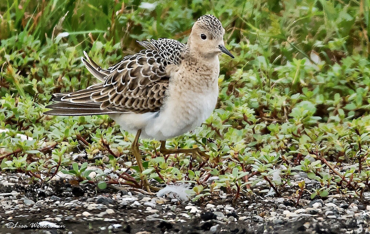 Buff-breasted Sandpiper - ML257575611