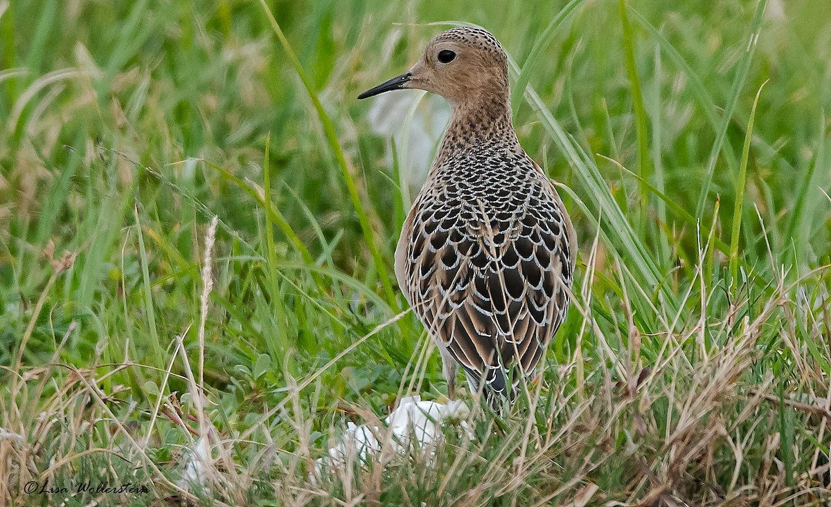 Buff-breasted Sandpiper - ML257575621