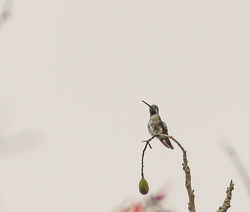 Long-billed Starthroat - ML257576431