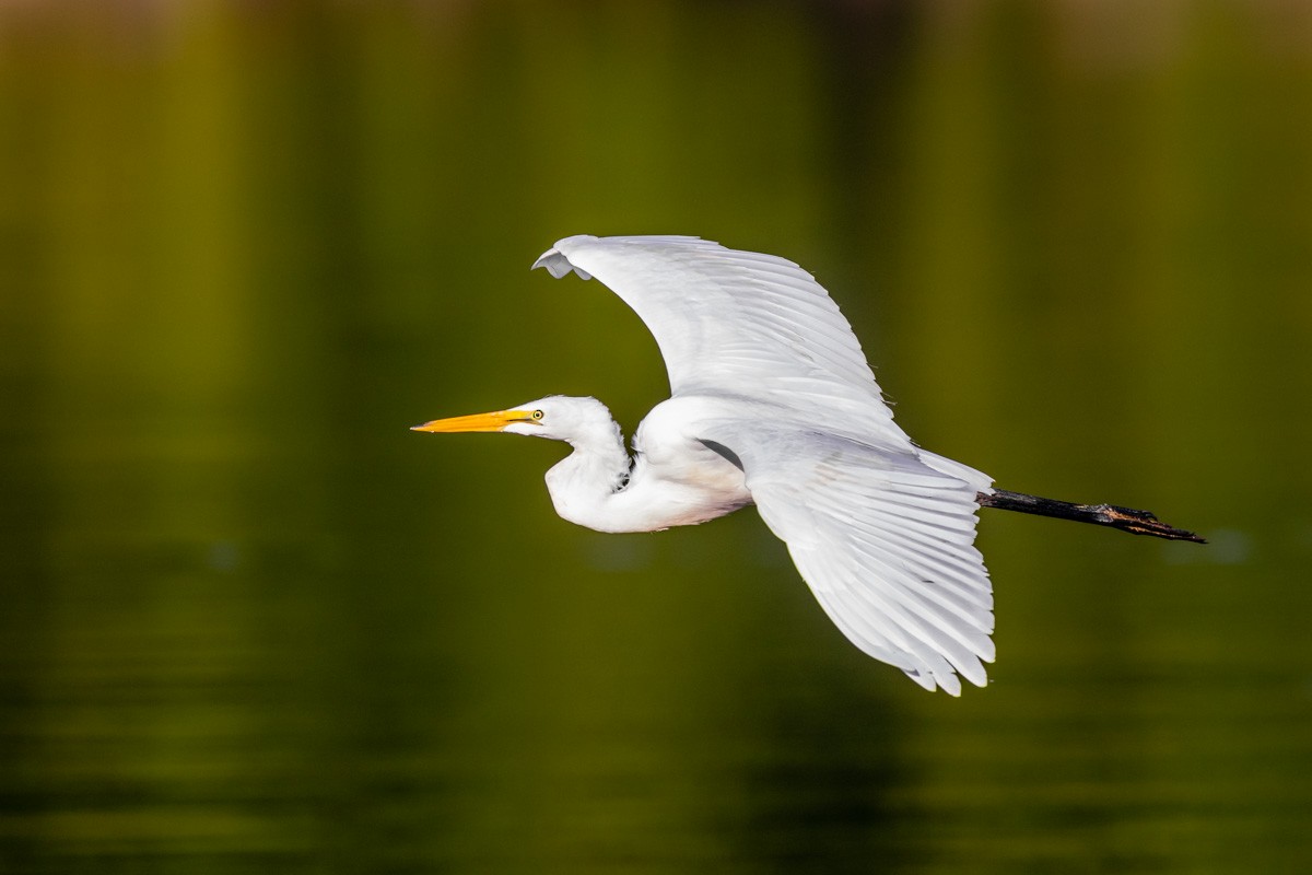 Great Egret - ML257577131