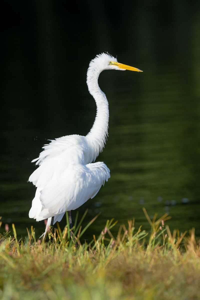 Great Egret - ML257577141