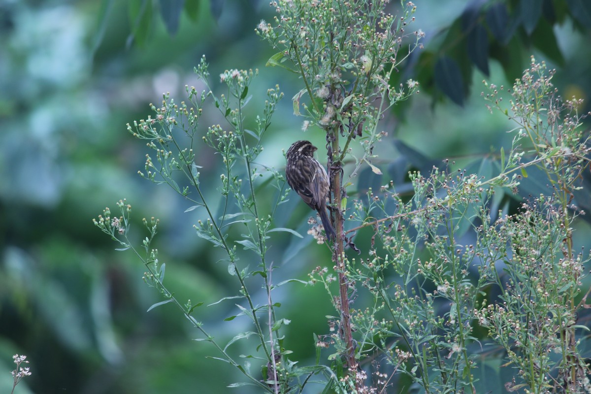 Streaky Seedeater - Pacifique Nshimiyimana