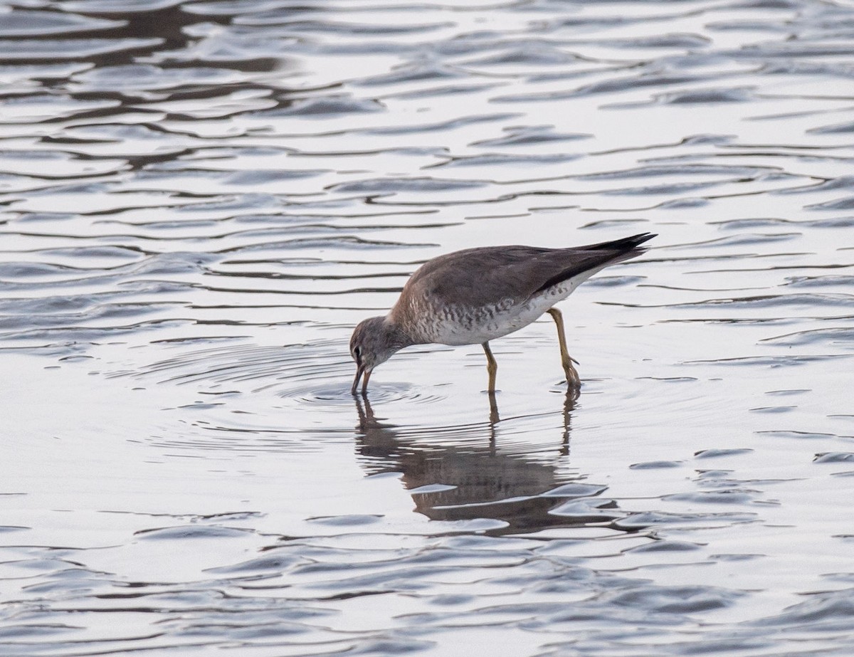 Gray-tailed Tattler - ML257578331