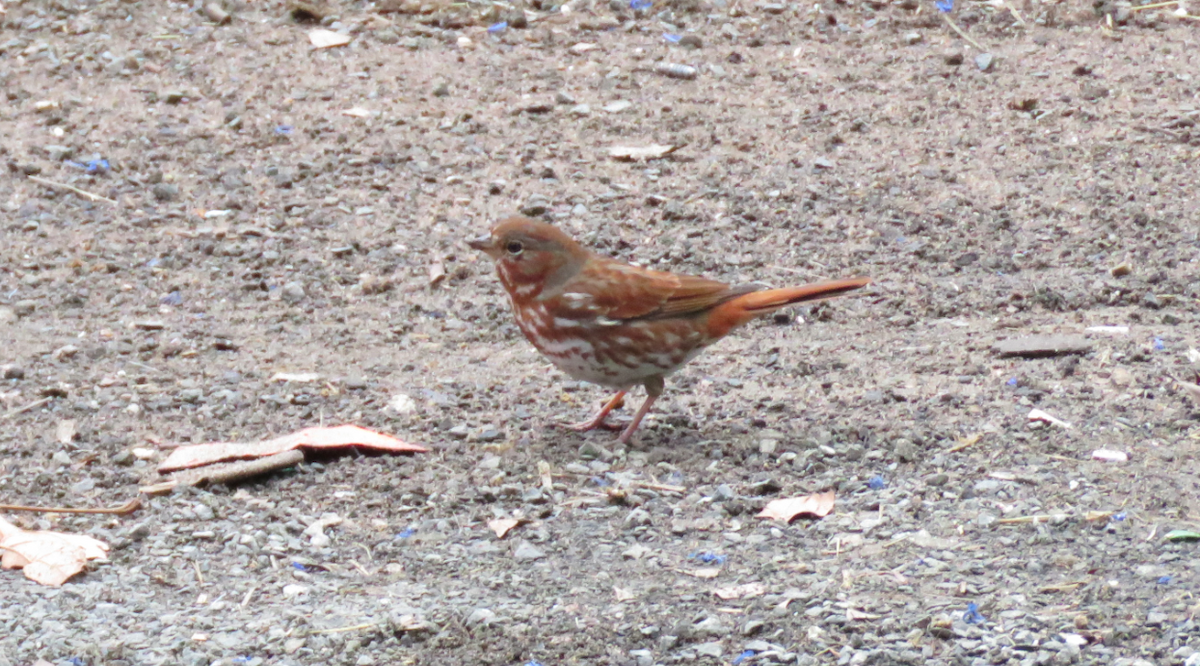 Fox Sparrow - ML25757871