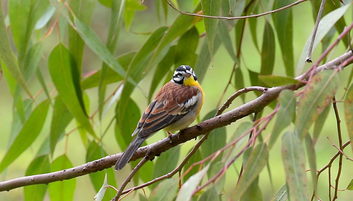 Golden-breasted Bunting - Pacifique Nshimiyimana