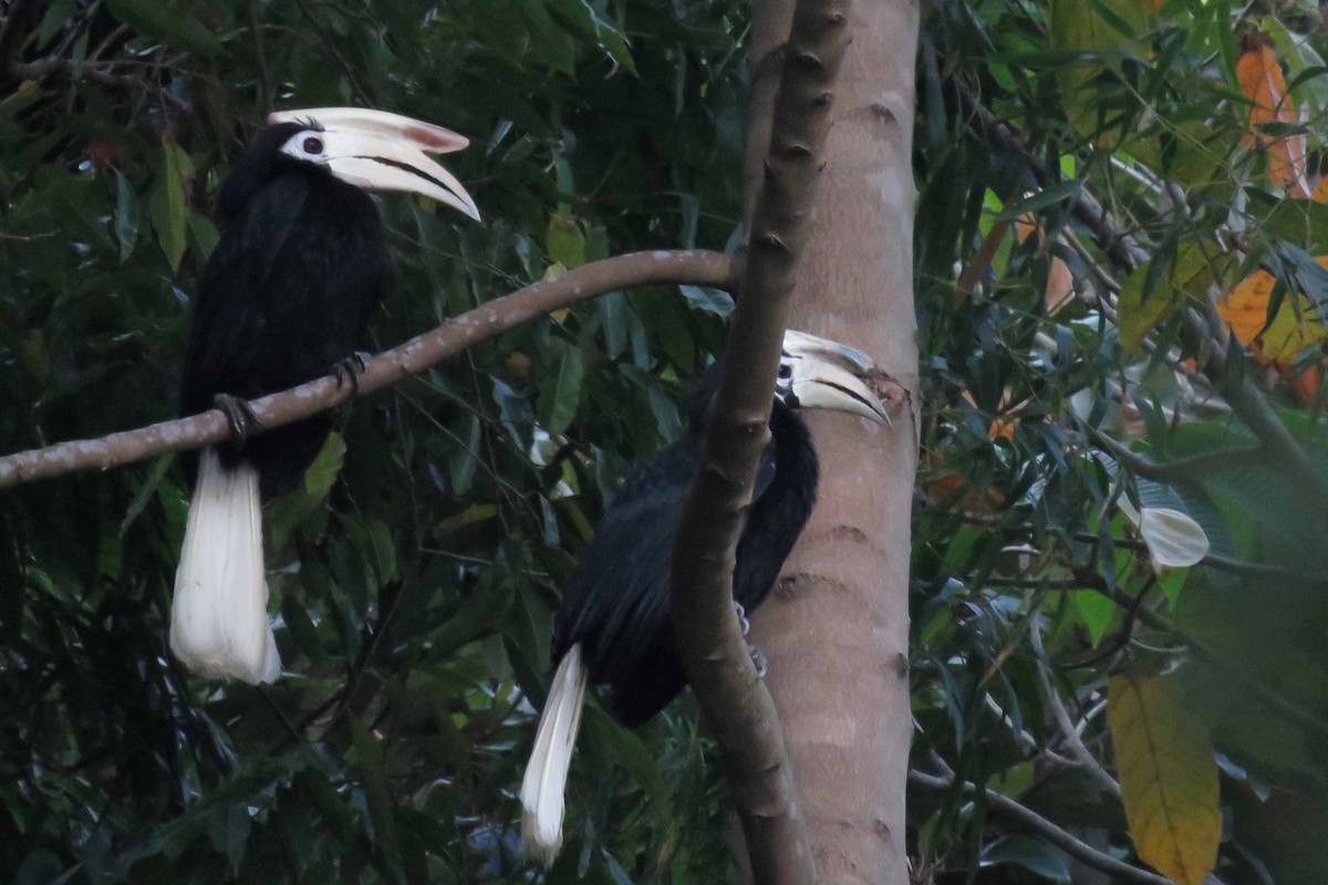 Palawan Hornbill - ML25758001