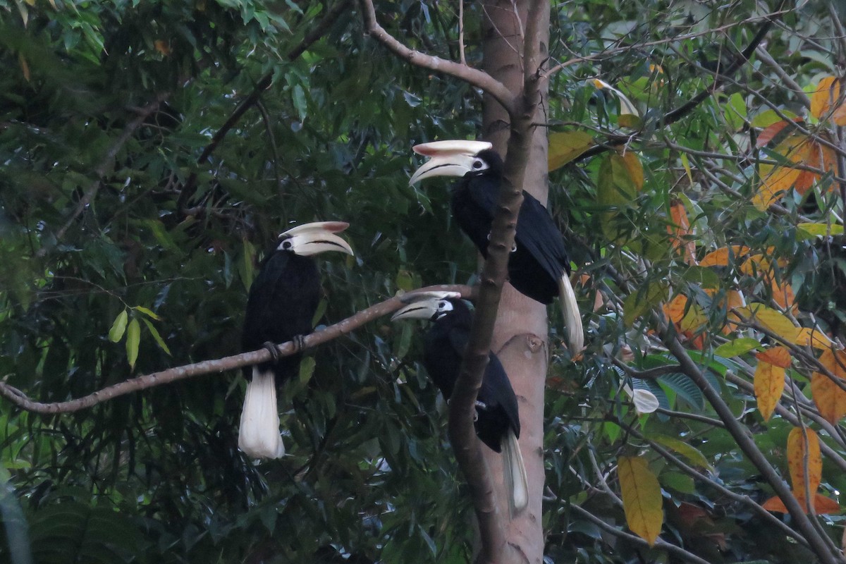 Palawan Hornbill - Jamie Dichaves