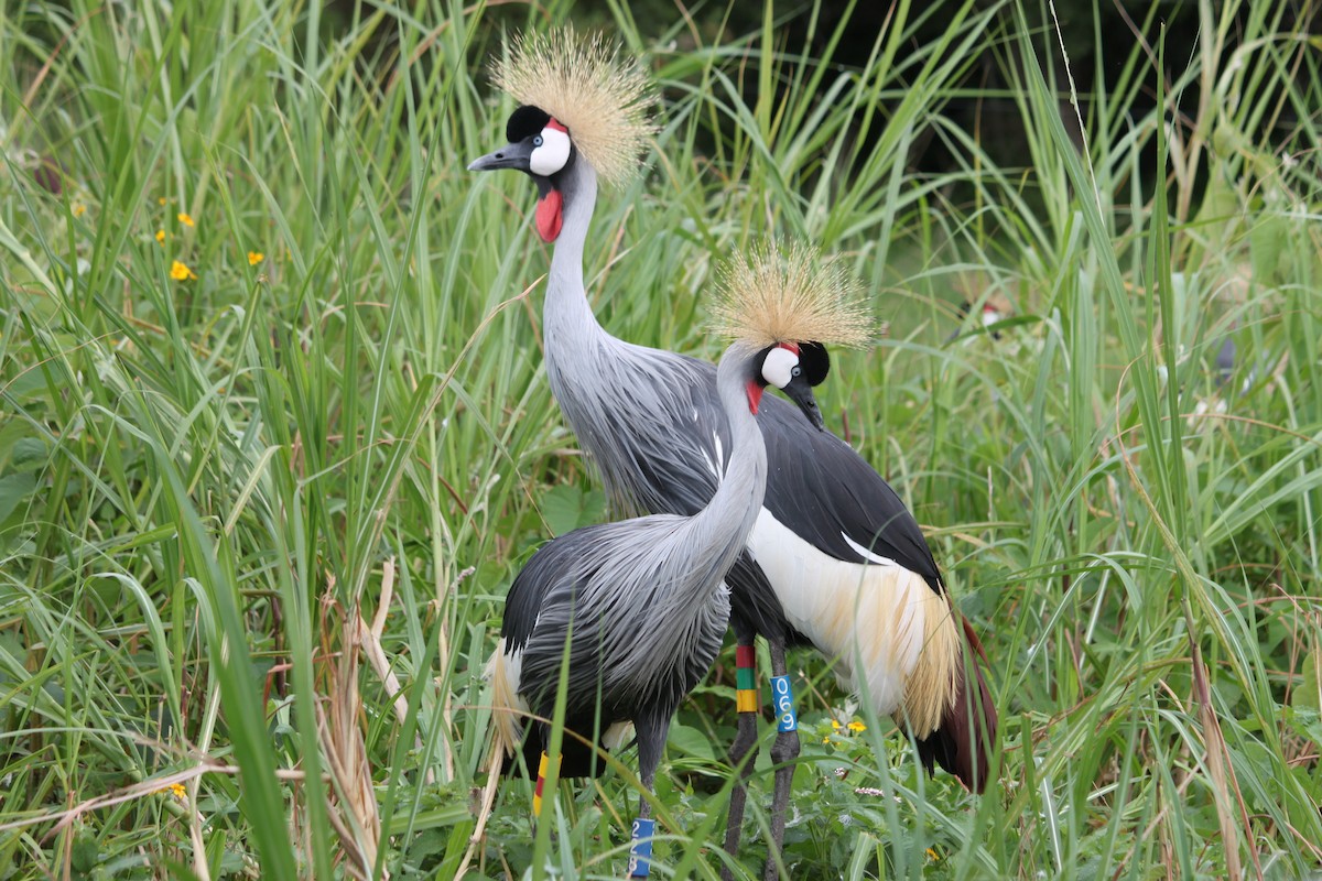 Gray Crowned-Crane - Pacifique Nshimiyimana