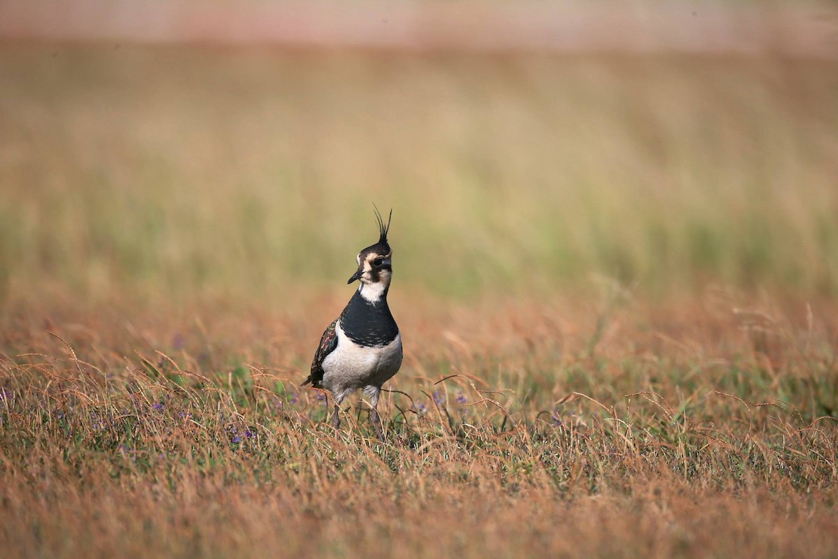 Northern Lapwing - ML257580911