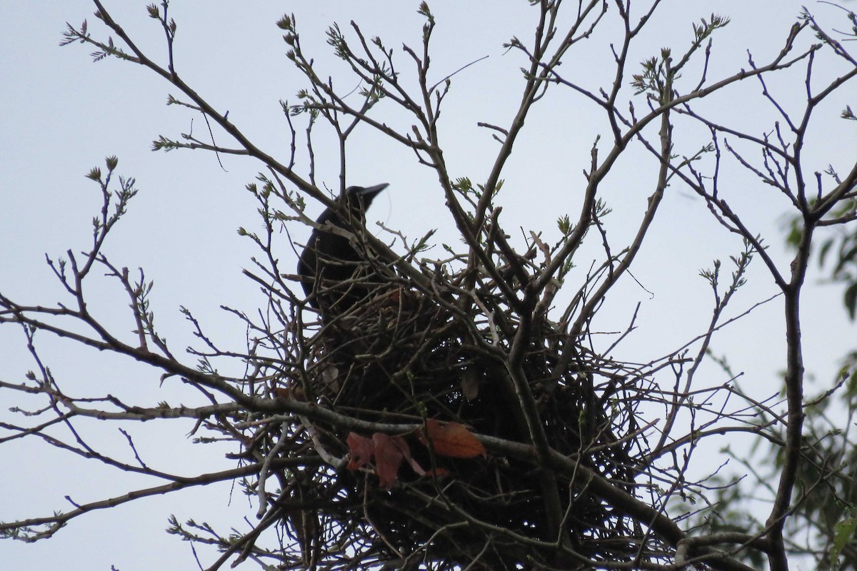 Palawan Crow - ML25758111