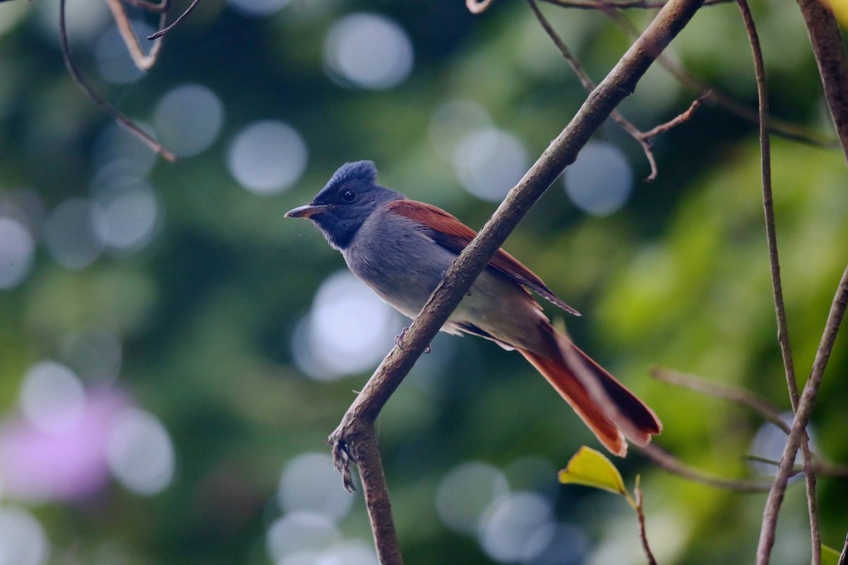 アムールサンコウチョウ - ML257581191