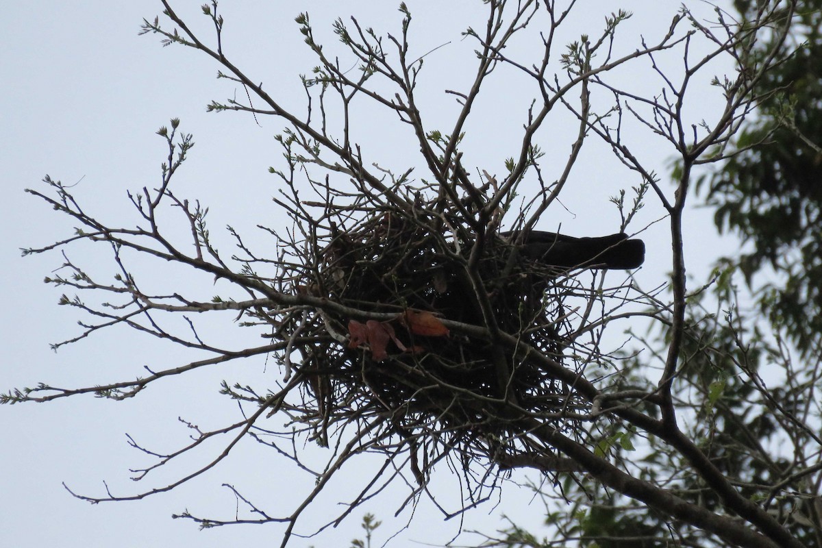 Palawan Crow - ML25758121