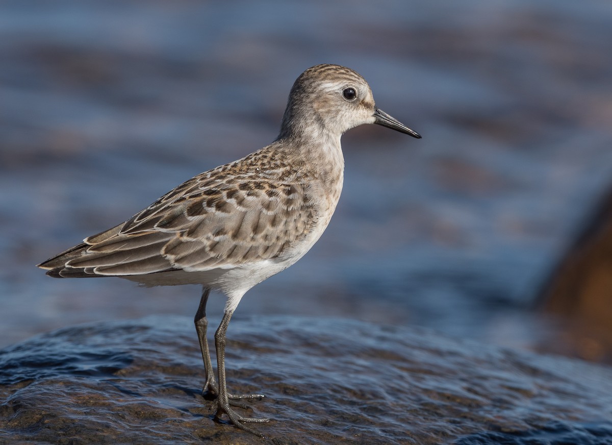 Semipalmated Sandpiper - Simon Boivin